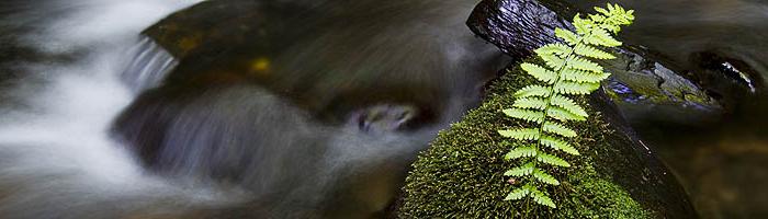 Fern in a water garden